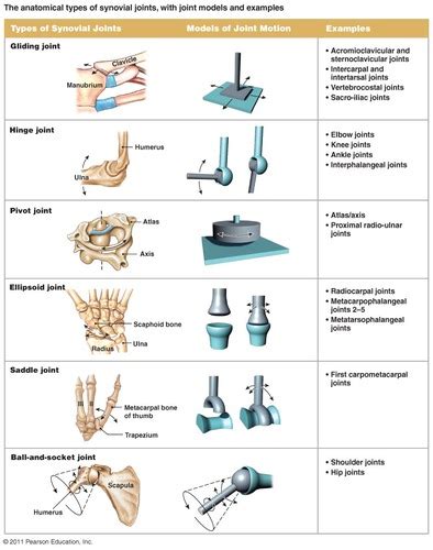 A&P ch 5 Synovial Joint types, and kinds of motion Flashcards | Quizlet