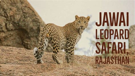 Jawai Leopard Safari in Rajasthan - Explore with Ecokats