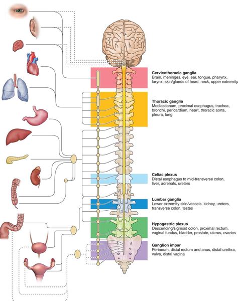 Chemical Neurolysis | Anesthesia Key