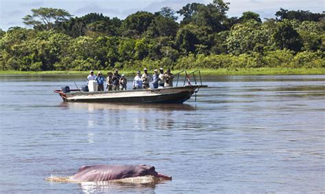 Amazon River Dolphin | Photos | WWF