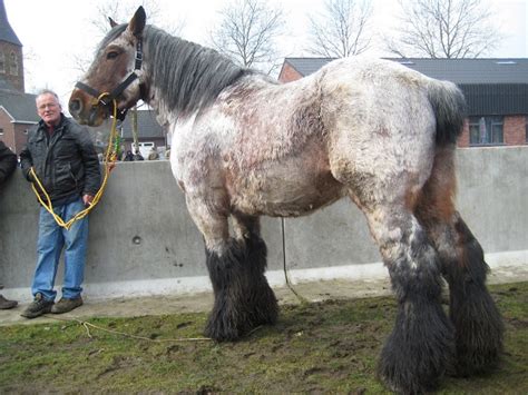 Belgian Draft Horse Info, Origin, History, Pictures