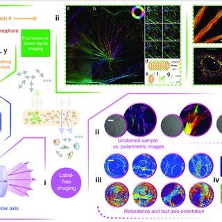 (PDF) Polarisation optics for biomedical and clinical applications: a ...