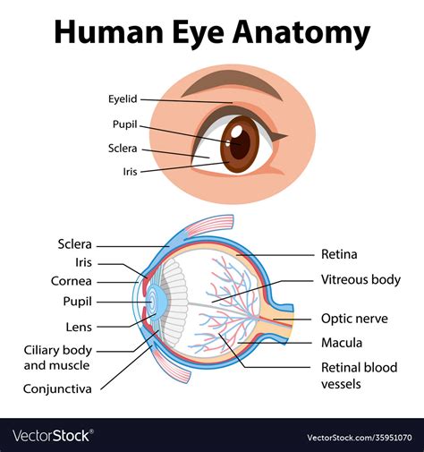 What Is An Eye Diagram at John Halloran blog