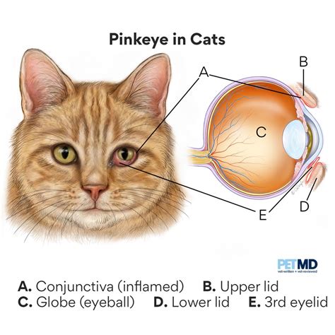 conjunctivitis in cats contagious - Micaela Severson