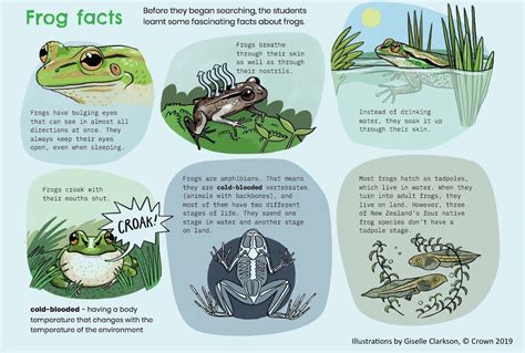 Frog facts — Science Learning Hub