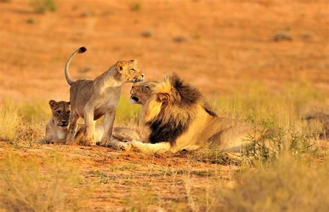 16 reasons why you should visit the Ruaha National Park – Discover Africa