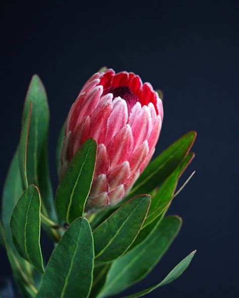 Protea Live Fresh Cutting Single Stem EXTREMELY Rare - Etsy Australia