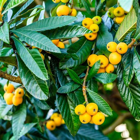 Loquat Trees for Sale | BrighterBlooms.com