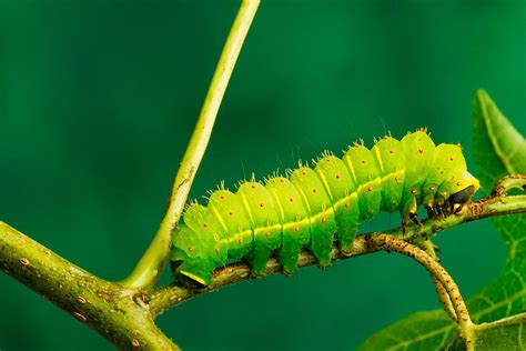 Luna Moth Caterpillar Photograph by David Davis | Pixels