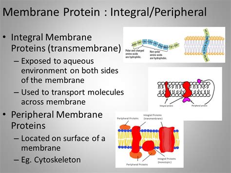 In the cell membrane/plasma membrane/phospholipid bilayer, what do the ...