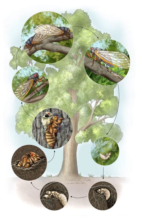 Cicada Life Cycle Stages