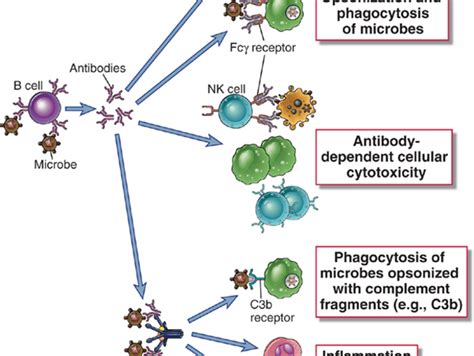 Immunoglobulin G (IgG): Structure, Subclasses, Functions • Microbe Online