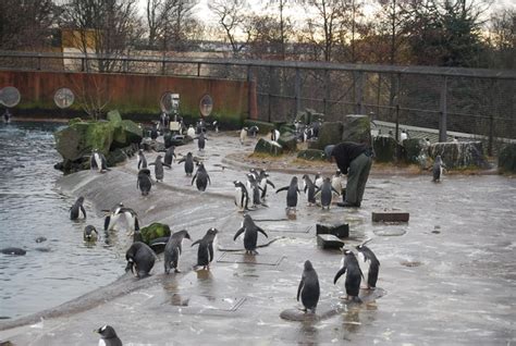 Edinburgh Zoo - penguin pool © N Chadwick :: Geograph Britain and Ireland