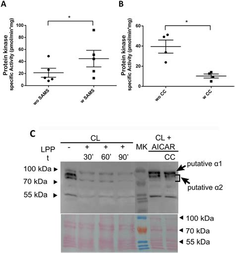 Kinase activity assays and detection of AMPKα subunit phosphorylation ...