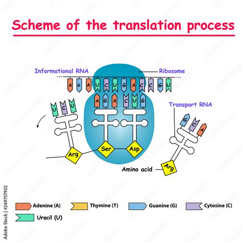 MRNA Diagram