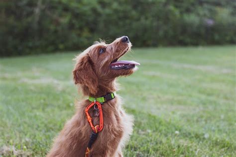 A Guide To The Responsible Use Of Dog Training Collars - Dogschool.com