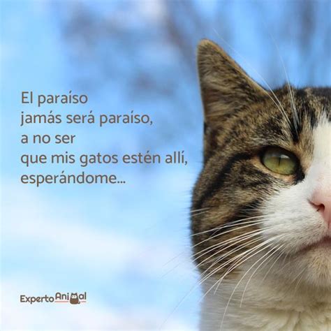 Frases de gatos - ¡Más de 60 ideas para inspirarte!