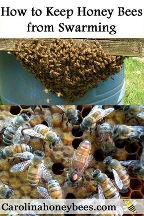 Swarm Prevention in Honey Bees - Carolina Honeybees | Honey bee swarm ...