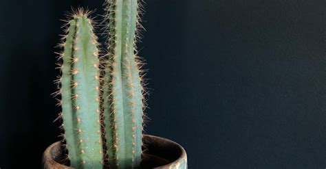 A Cactus in a Pot · Free Stock Photo