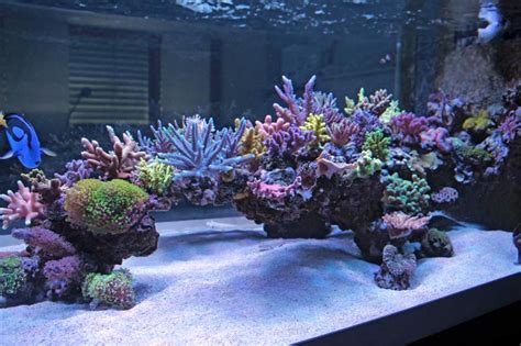 Aquascape Saltwater Tank - Aquascape Ideas