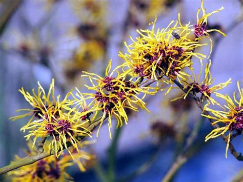 Witch Hazel Magic: Healing Powers & Captivating Blooms