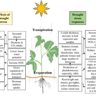 Effects of drought stress and morpho-physiological responses in plants ...