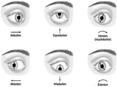 Eye muscles and ocular movements, laws of ocular motility