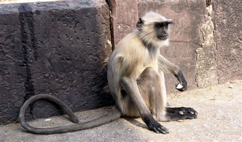 File:Langur monkey, Orchha, Madhya Pradesh, India.jpg - Wikimedia Commons