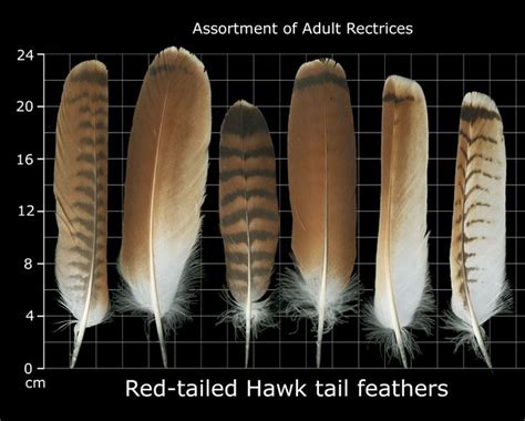 The Feather Atlas - Feather Identification and Scans | Feather ...