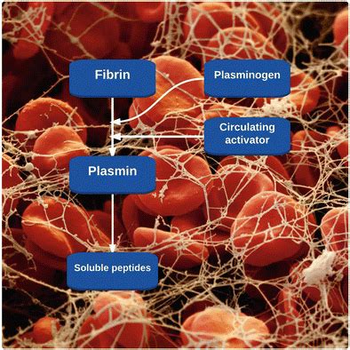 Pharmacokinetics and Pharmacodynamics of Fibrinolytic Agents ...