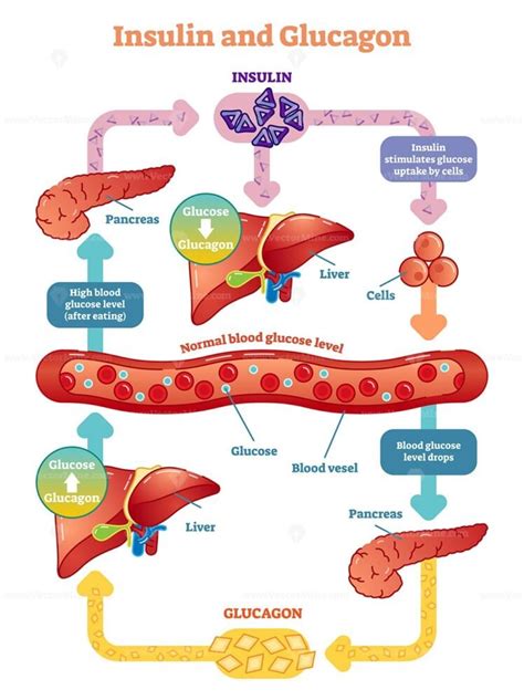 Insulin and glucose release regulation educational scheme outline ...