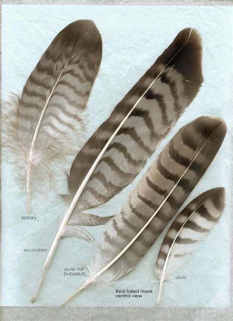 hawk feathers- from the cabin!! We have about 12 of these :) | tatoos ...