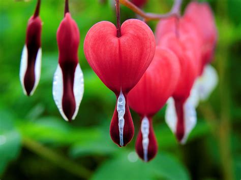 Bleeding Heart Flowers: Planting, Growing, and Caring for Bleeding Hearts