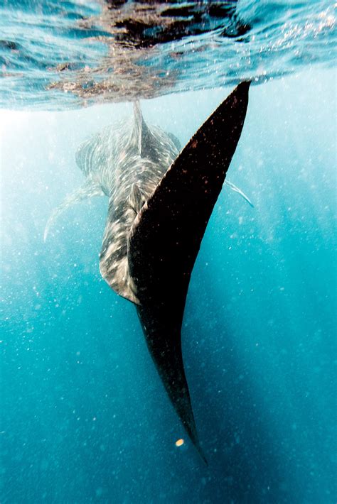 Swimming with Whale Sharks Is Staggering, Scary—and Totally Safe