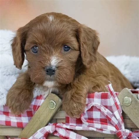 Female F1 Cavapoo Puppy for Sale | ID 6124-AB