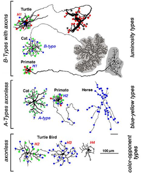 a. The morphologies of different types of horizontal cell and their ...