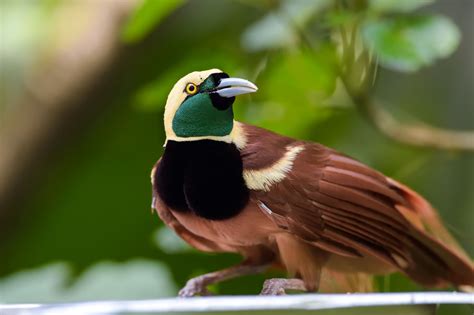 Celebrating World Wildlife Day in Papua New Guinea | United Nations ...