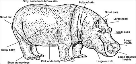 Biologi Vertebrata: Hippopotamus