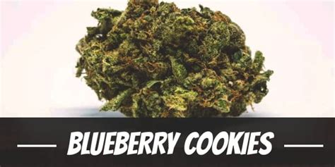 Blueberry Cookies Cannabis Strain Information & Review