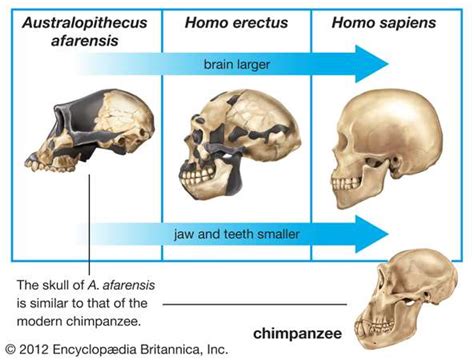 Human evolution increasing brain size – Artofit