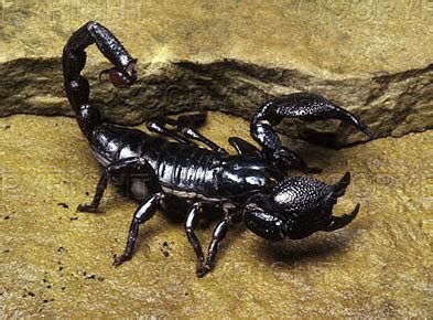 All About Animal Wildlife: Black Scorpion Facts and Photos-Images 2012