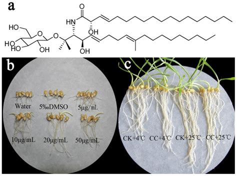 a. Chemical structure of cerebroside C (CC) isolated from the strain ...