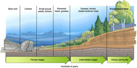 Ecological Succession Animation