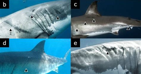 Scars On Great White Sharks Suggest Massive Squids Are Attacking Them