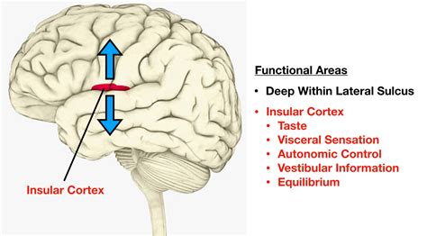 Insular Cortex Diagram