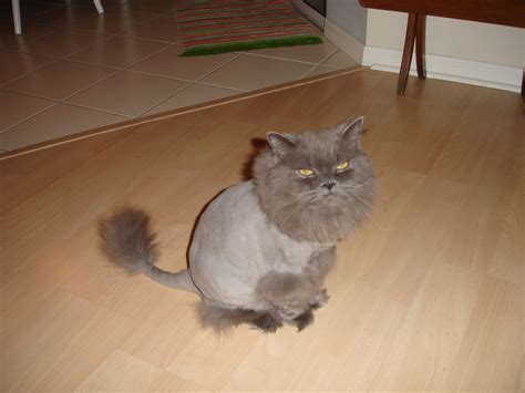 persian cat lion haircut - #catbreeds - More Persian Cats Breeds at ...