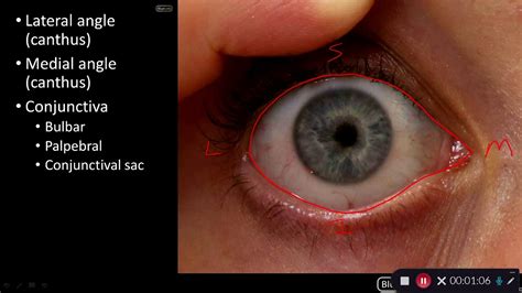 Conjunctiva Diagram