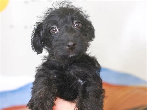 Scottiepoo-DOG-Male-black-3378023-Animal Kingdom | Puppies N Love