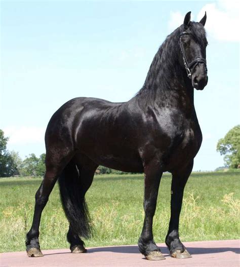 Friesian Horses for Sale at FriesianHorses.eu - Mares | Friesian horse ...