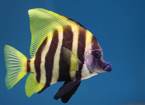 Tropical fish Free Photo Download | FreeImages